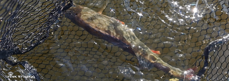 Perche du lac des Settons Perche du lac des Settons