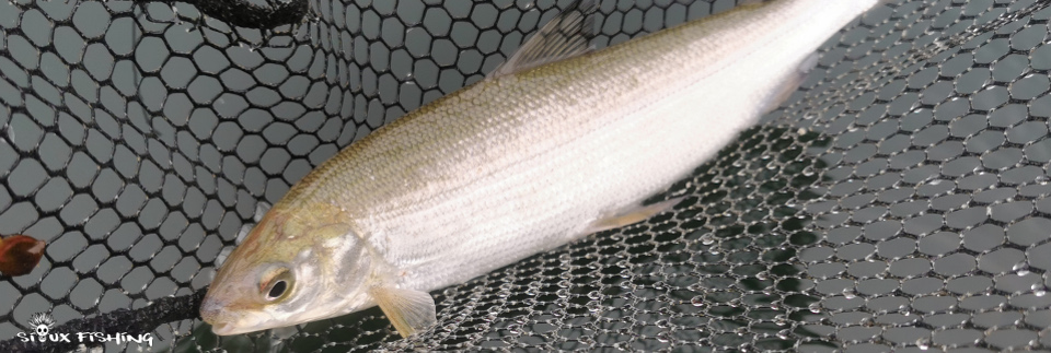 corégone Lac du Val corégone du Lac du Val