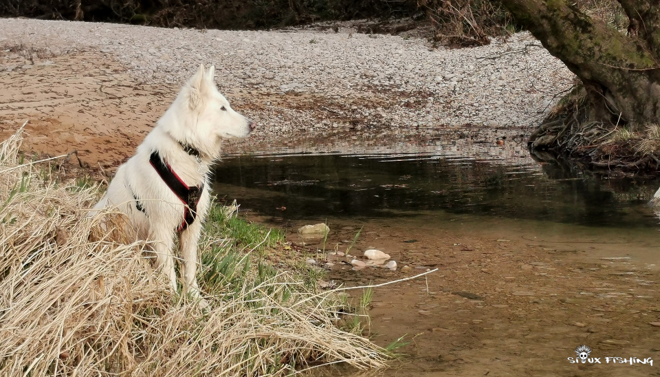 Berger blanc concentré Berger blanc concentré