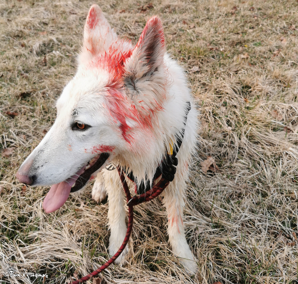 Berger blanc de retour... Berger blanc de retour...