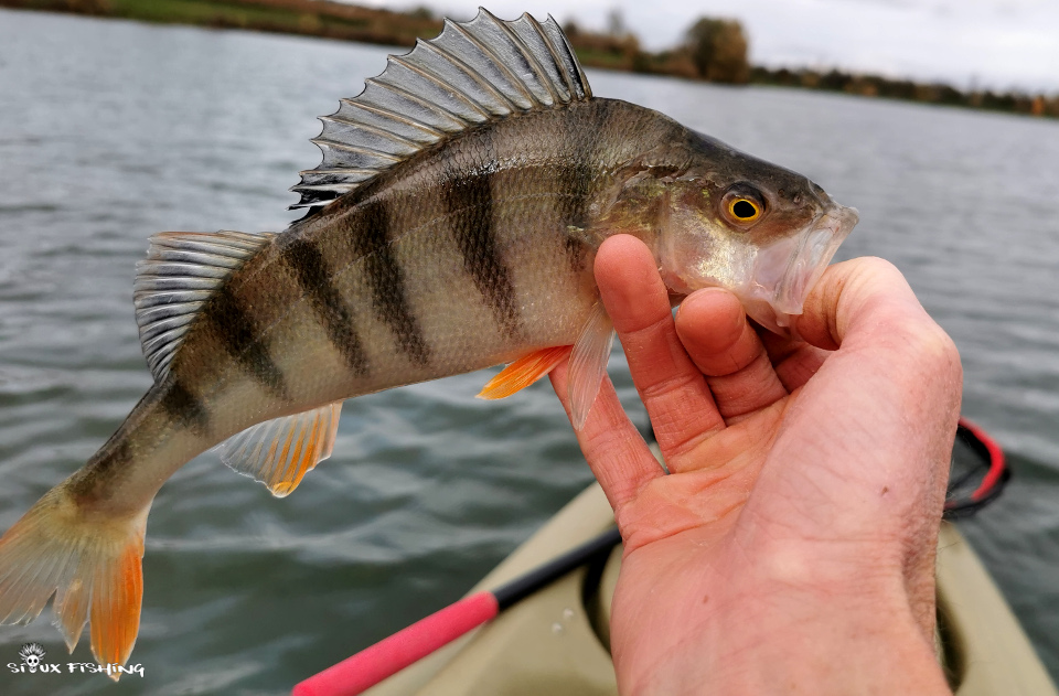 Perche de Saône Perche de Saône