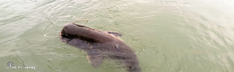 Silure de Seille Silure de Seille