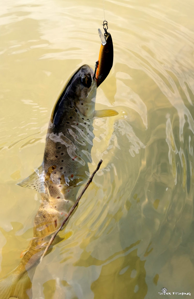 Truite de la Haute rivière d'Ain Truite de la Haute rivière d'Ain