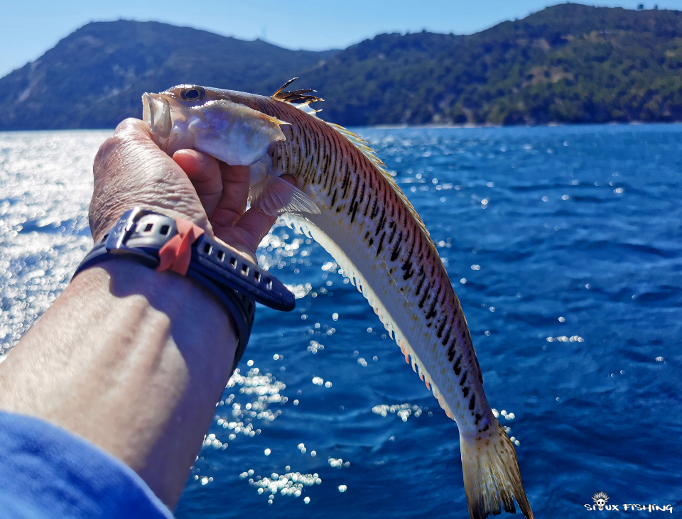 Grande vive Grande vive