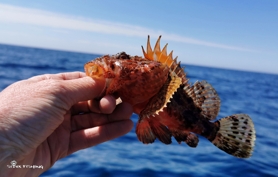 Petit chapon Petit chapon