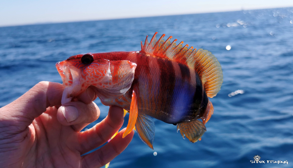 Serran écriture Serran écriture