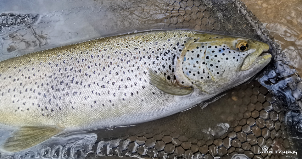 Truite de la Haute Rivière d'Ain Truite de la Haute Rivière d'Ain
