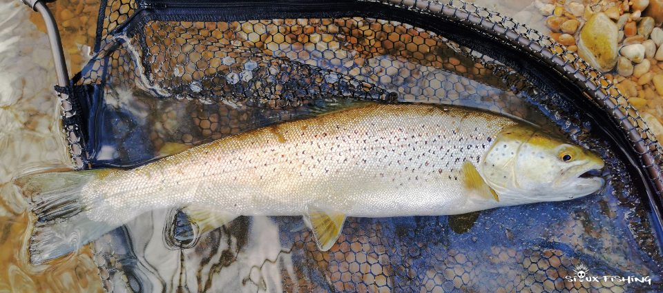 Truite de la Haute rivière d'Ain Truite de la Haute rivière d'Ain