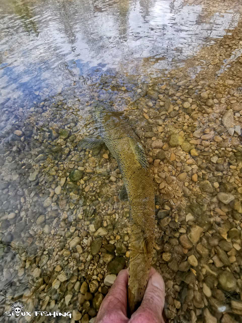 Truite de la Haute Rivière d'Ain Truite de la Haute Rivière d'Ain