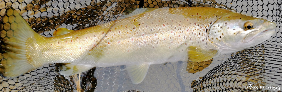 truite de la haute rivière d'ain truite de la haute rivière d'ain