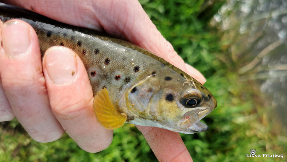 Petite truite sauvage