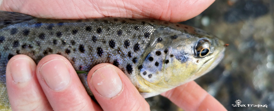 Petite truite sauvage de souche atlantique Petite truite sauvage de souche atlantique