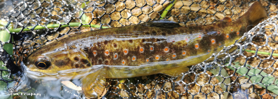 belle truite du Morvan belle truite du Morvan