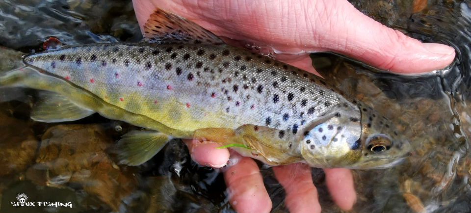 Belle truite sauvage de ruisseau