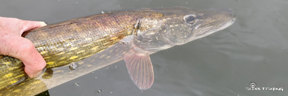 Brochet de lac Brochet de lac