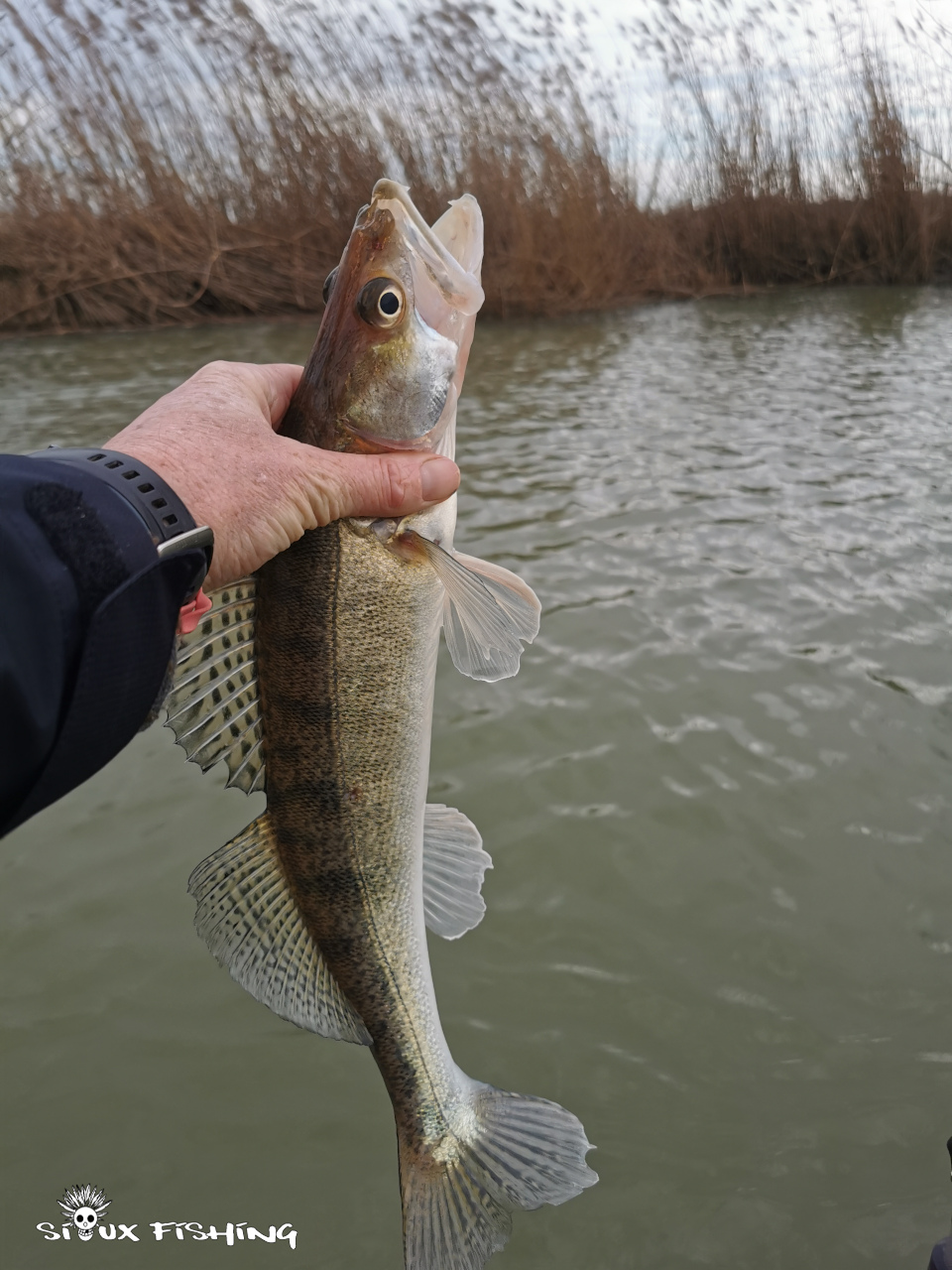 sandre de Seille sandre de Seille