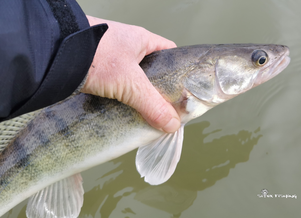 Sandre de seille Seille de sandre